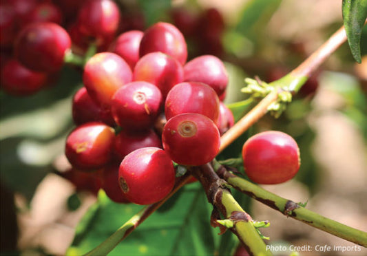 The Coffee Growing Season